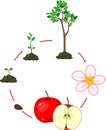 Life cycle of apple tree. Plant growth stage isolated on white Royalty Free Stock Photo